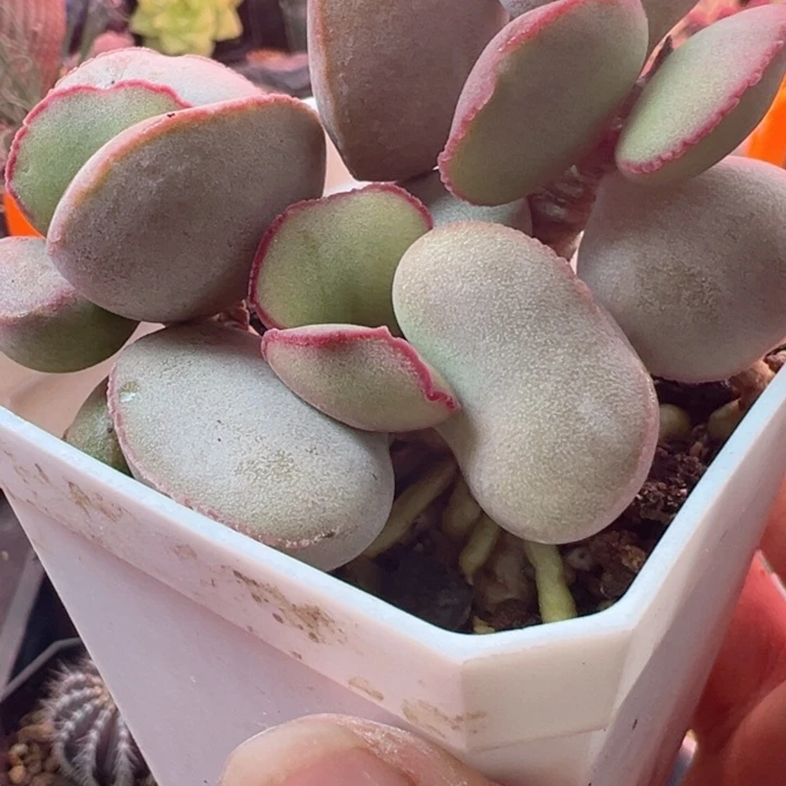 懒*孩可以不用来我这边的人吗