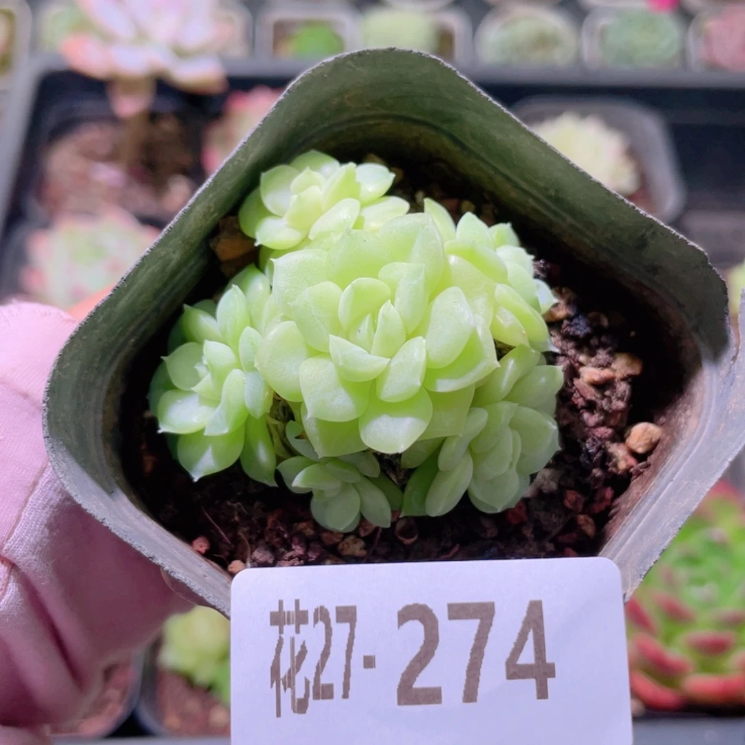 花利美27-274白天鹅