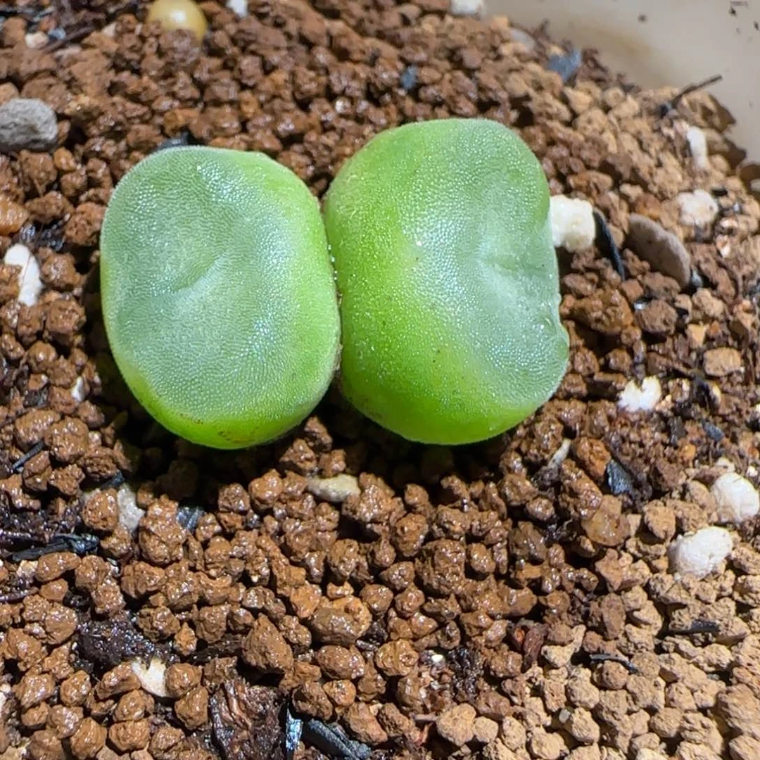 肉锥多肉植物组合-水晶鞋母本1208