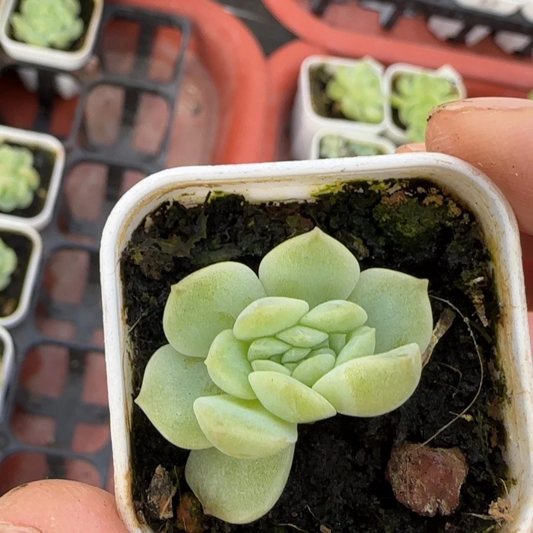 毛***羡X5疑似盆一个满25包邮