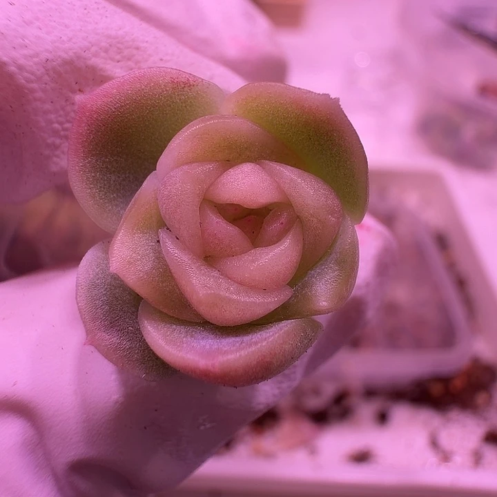 23号，巫拉拉良辰叶插优选个体一物一拍