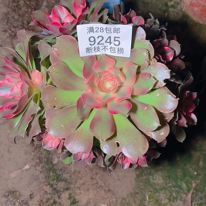 大***猫9245香妃多肉植物