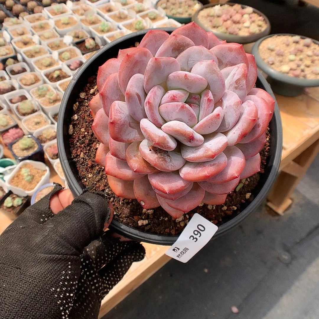 390梦露多肉植物666