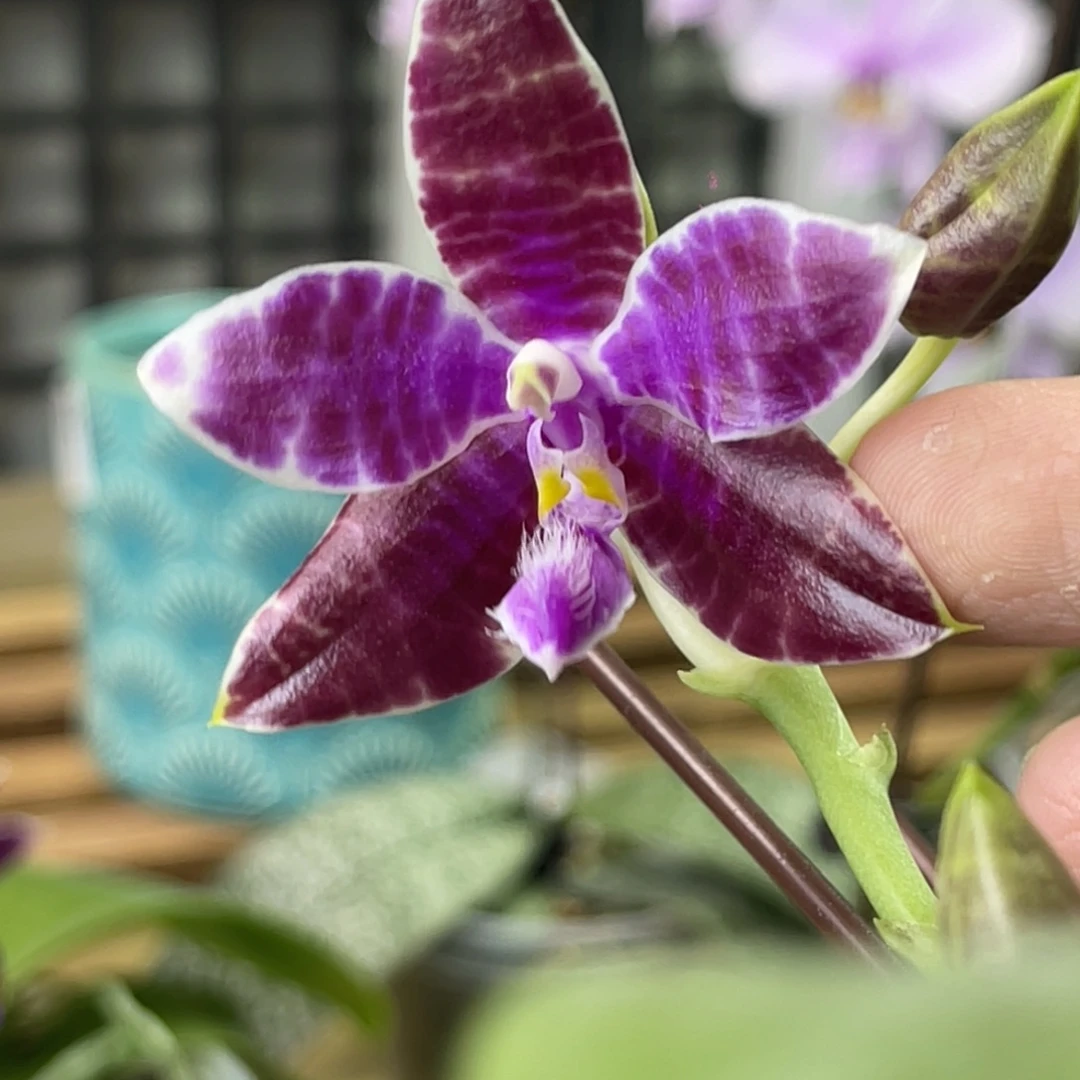 完全开放SWR红路德-1449