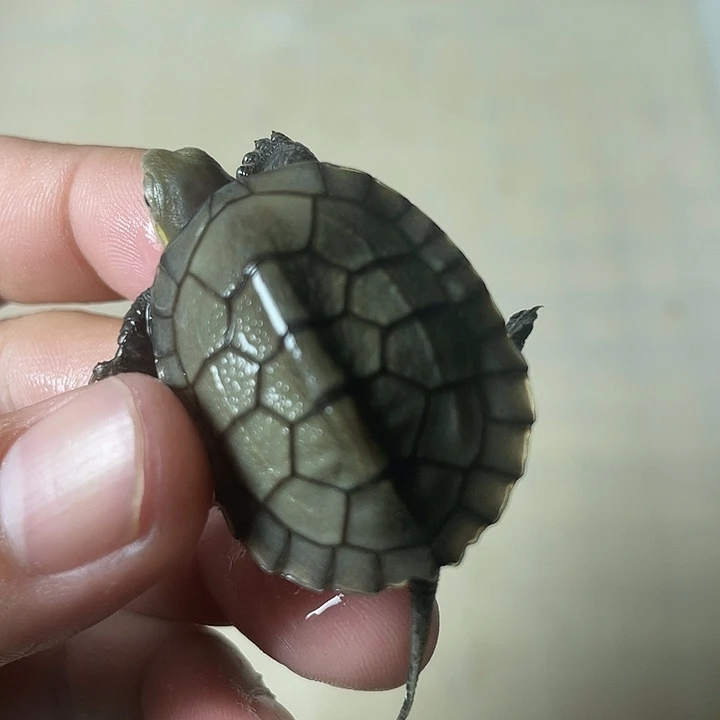不分公母宠物龟小青苗
