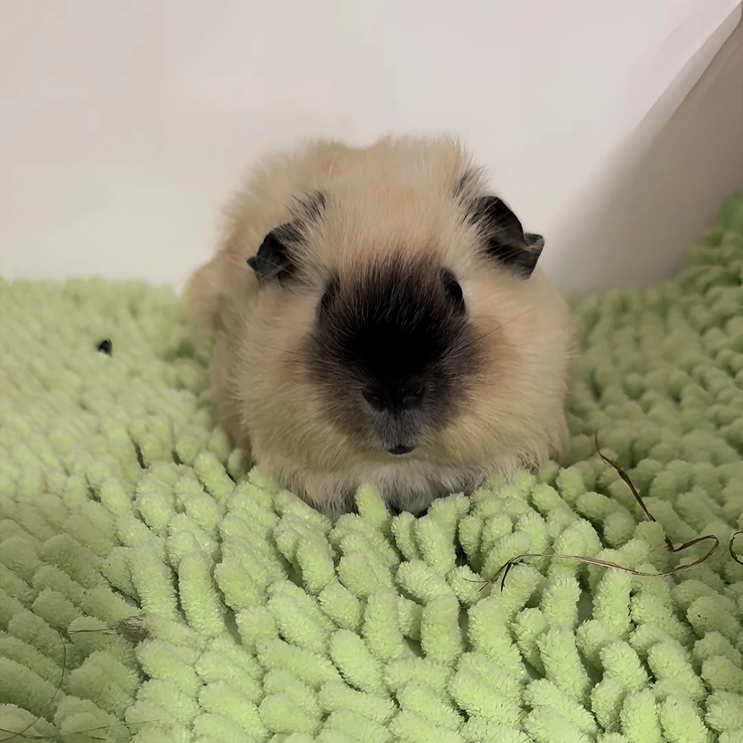 奶黄加州荷兰猪豚鼠弟弟京东包邮