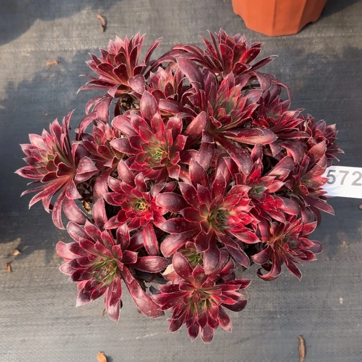 *****多肉植物孔雀572号