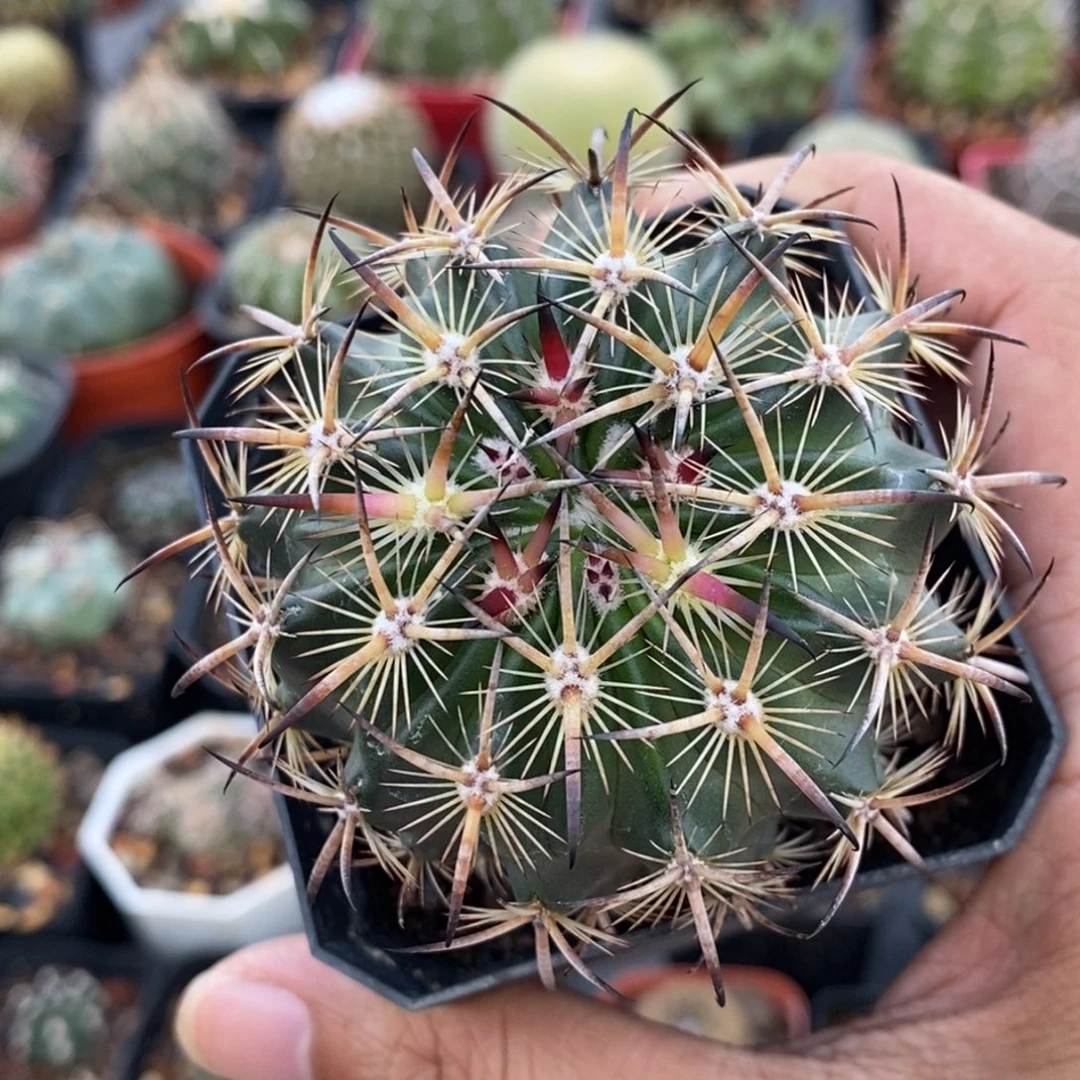 植播园艺优选虎爪玉