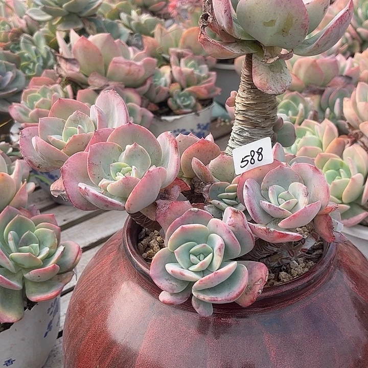 凭***8588血凤脱土发贷不退不换