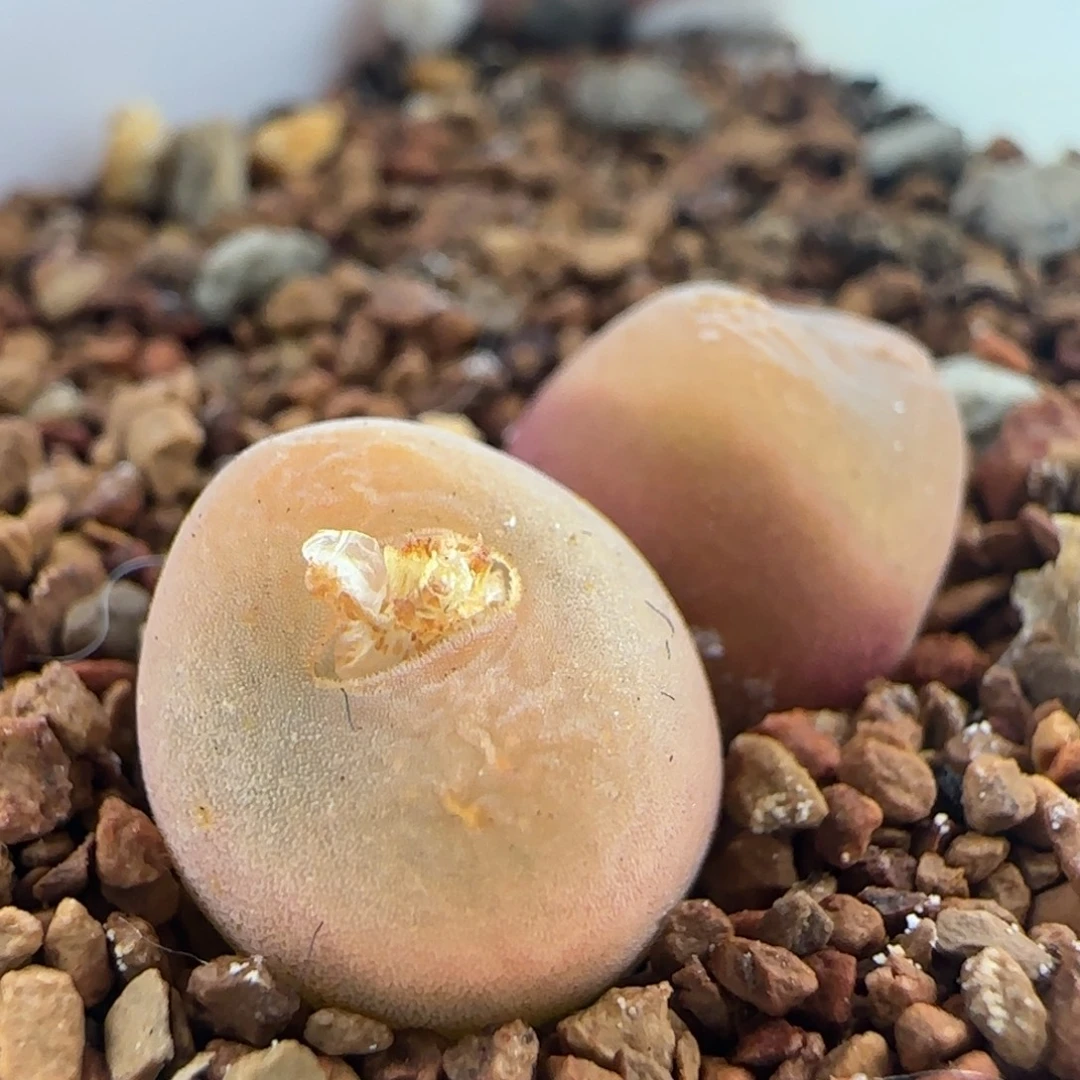 1227/双头水蜜桃/