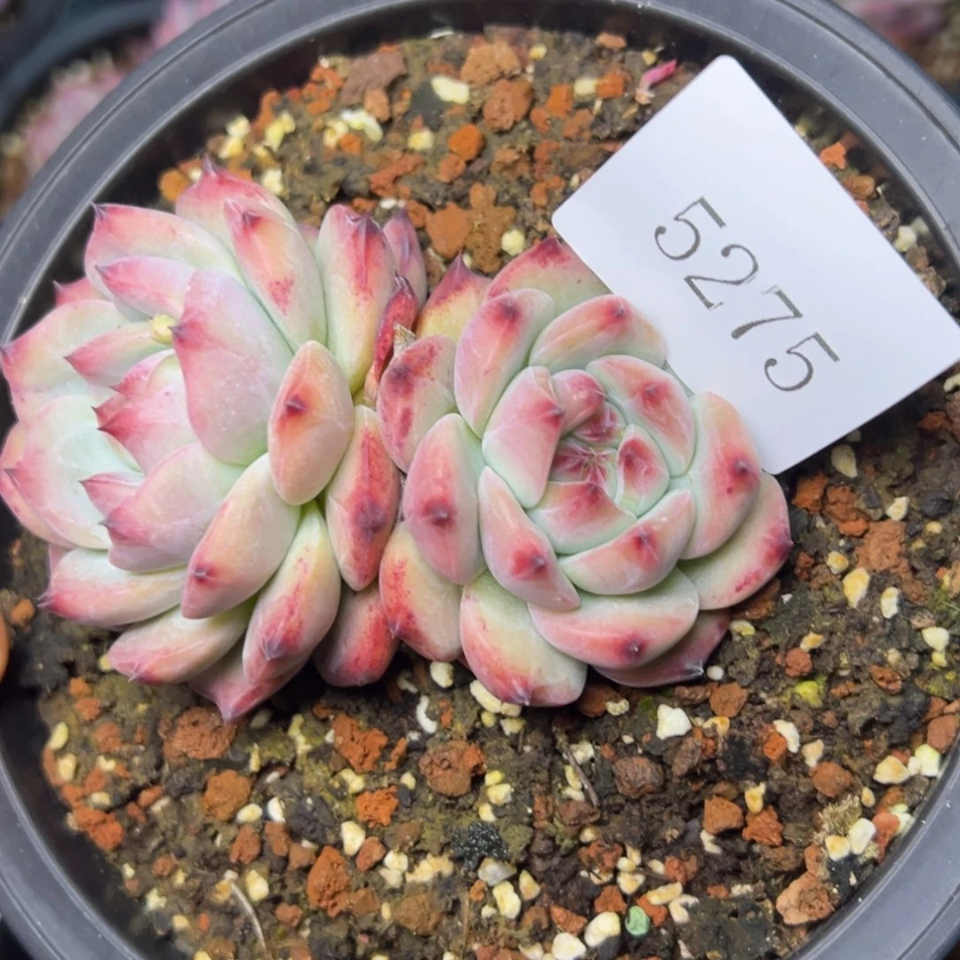 郭**°5275多肉多多地方