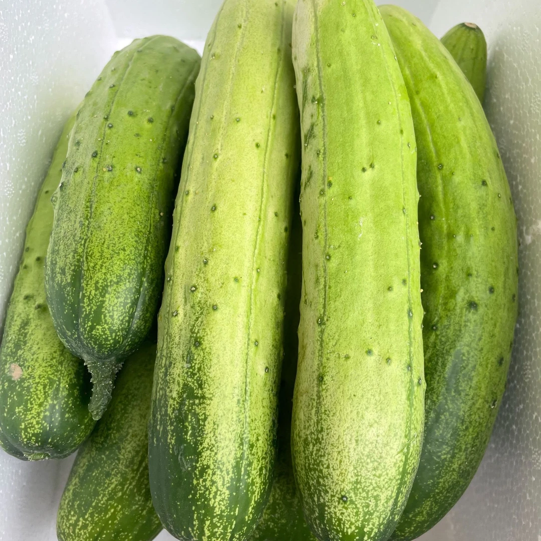 水果黄瓜旱黄瓜脆嫩现采摘应季蔬菜