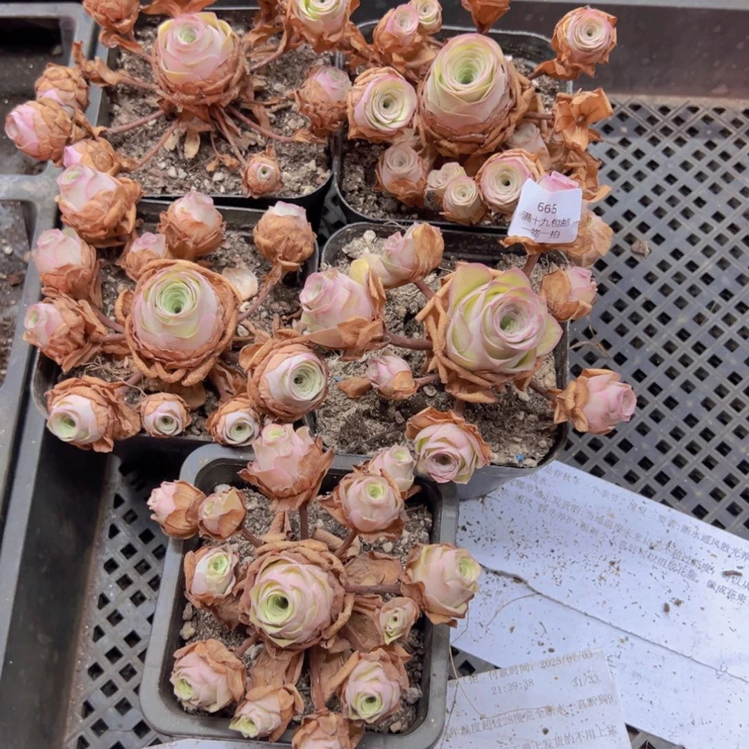 665 山地玫瑰基地发货无售后