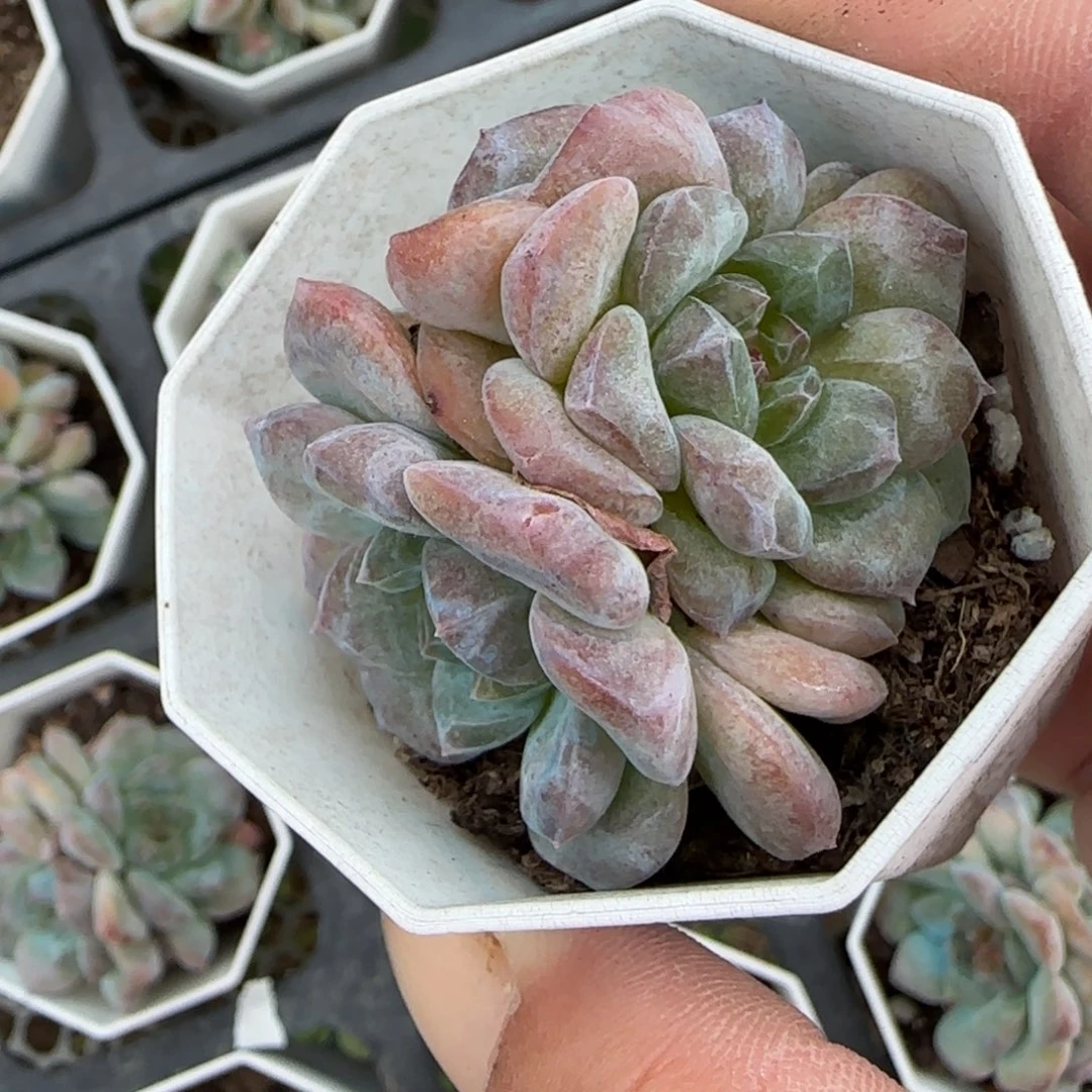 小卡拉米糖心一物一拍