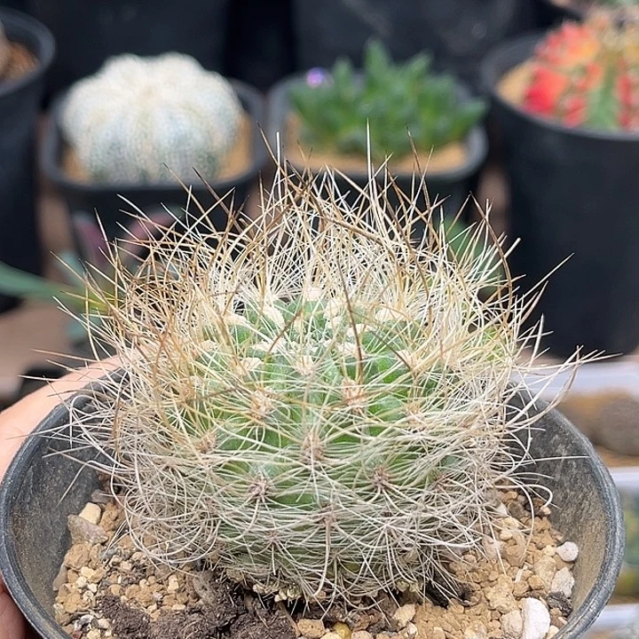 无花朵银翁玉实生球一颗一颗，偏根