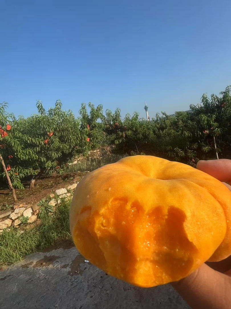 肥城桃 黄金蟠桃 脆软两吃 放置后软糯香甜 黄金扁子 新鲜采摘