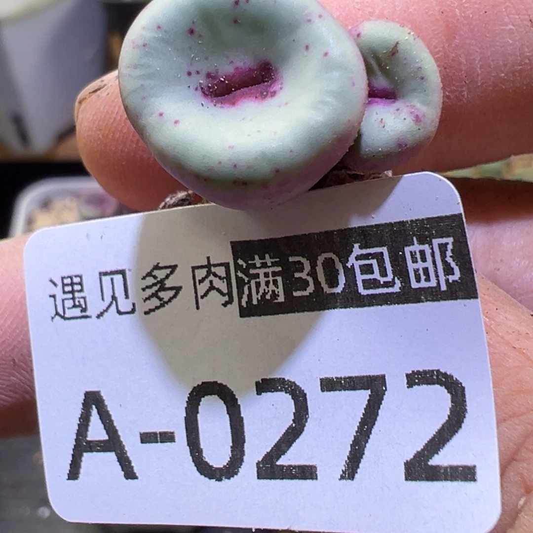 多肉植物111111111111111