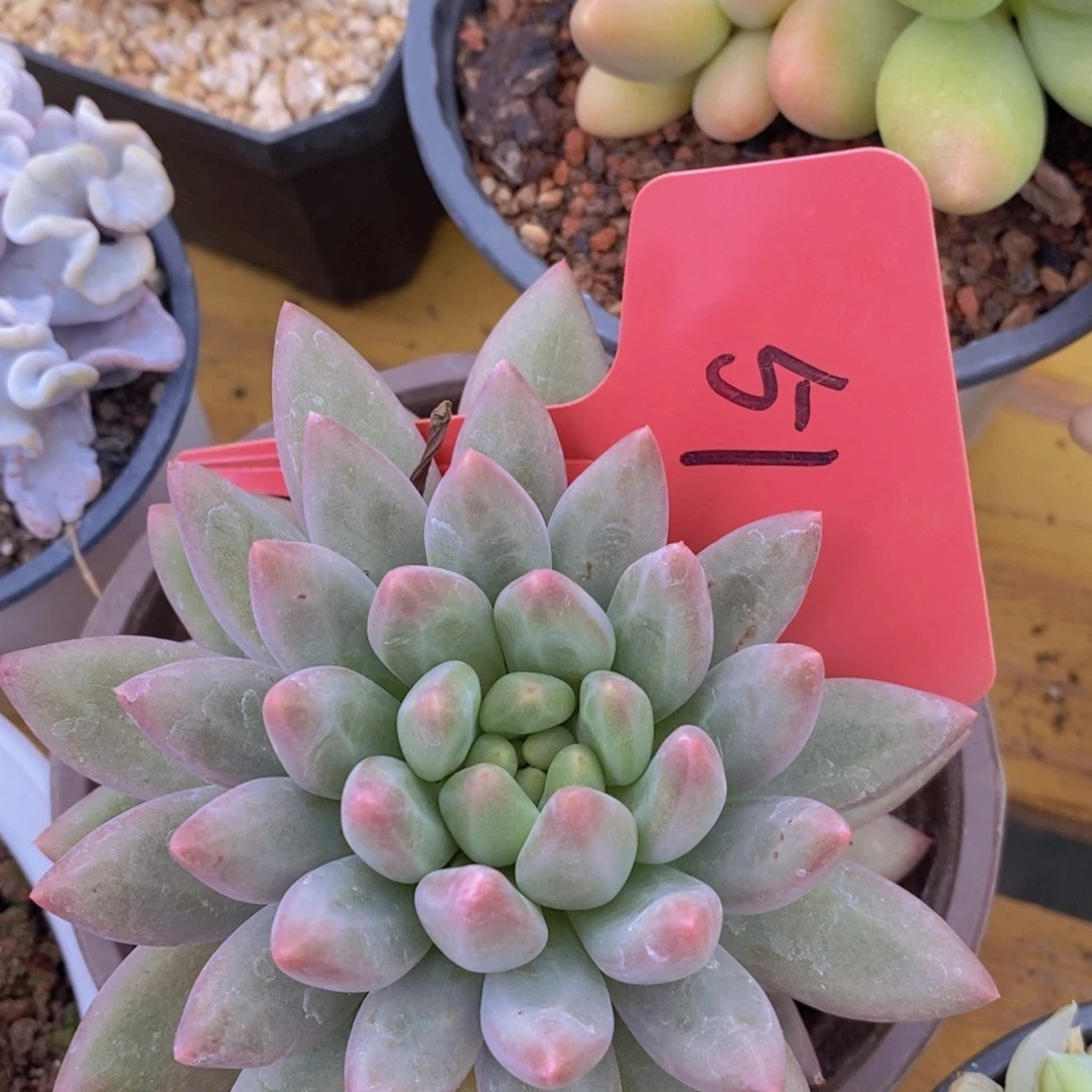 清位置，放寄养，仅限1.5天发货