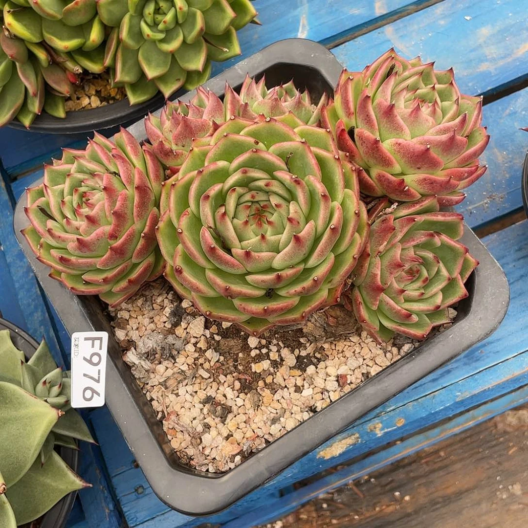 若如东云单拍F976