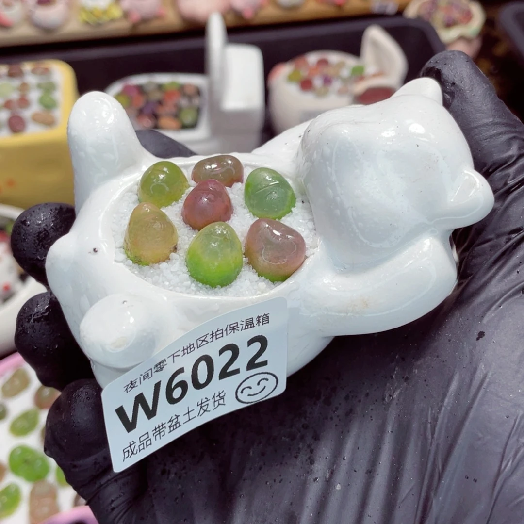 夜间零下地区拍保温箱w6022