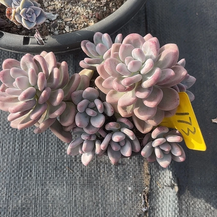 两单包邮，补双十一福利，173杂交