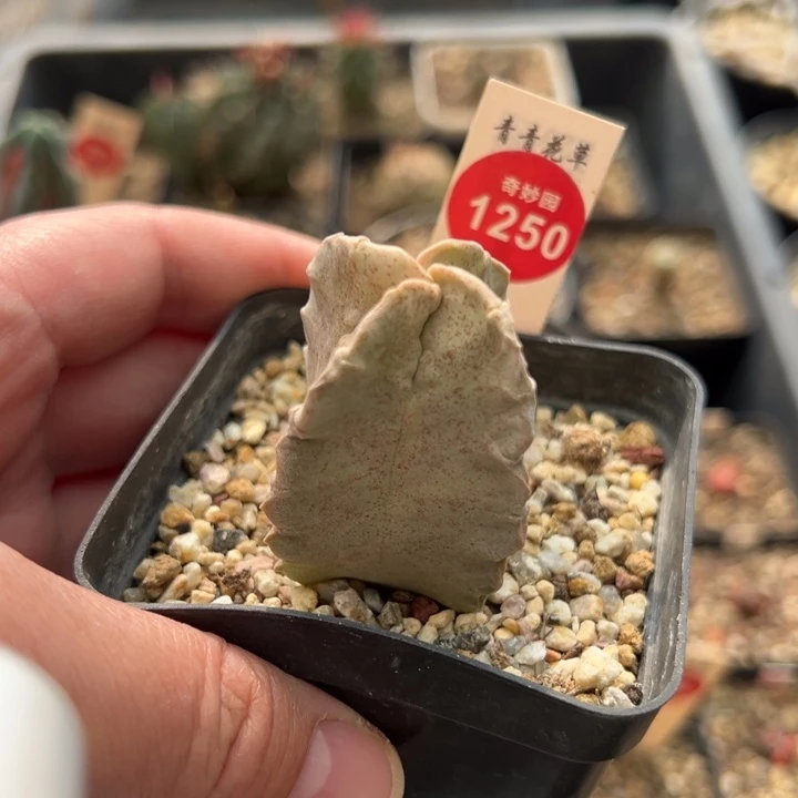 实生带铁锈四方萝藦卡萨白沙龙4 cm
