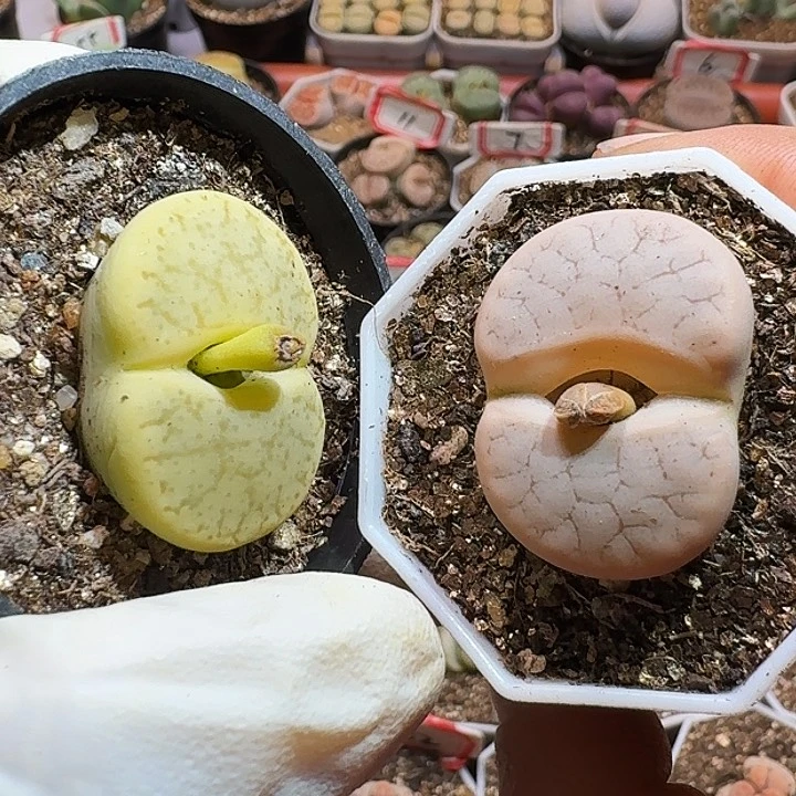 生石花111111111。362