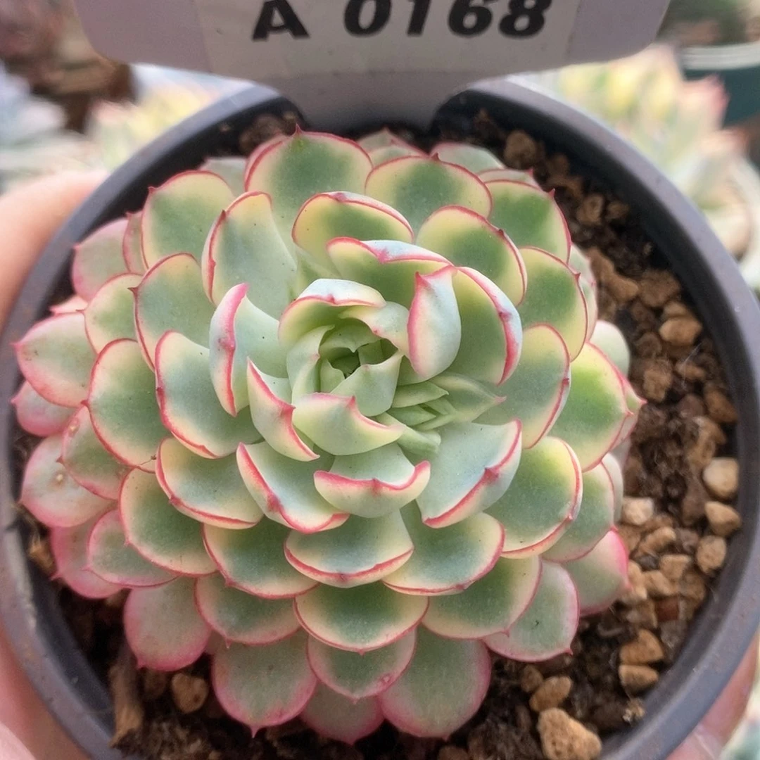 168梦幻玫瑰锦锦锦锦锦锦锦