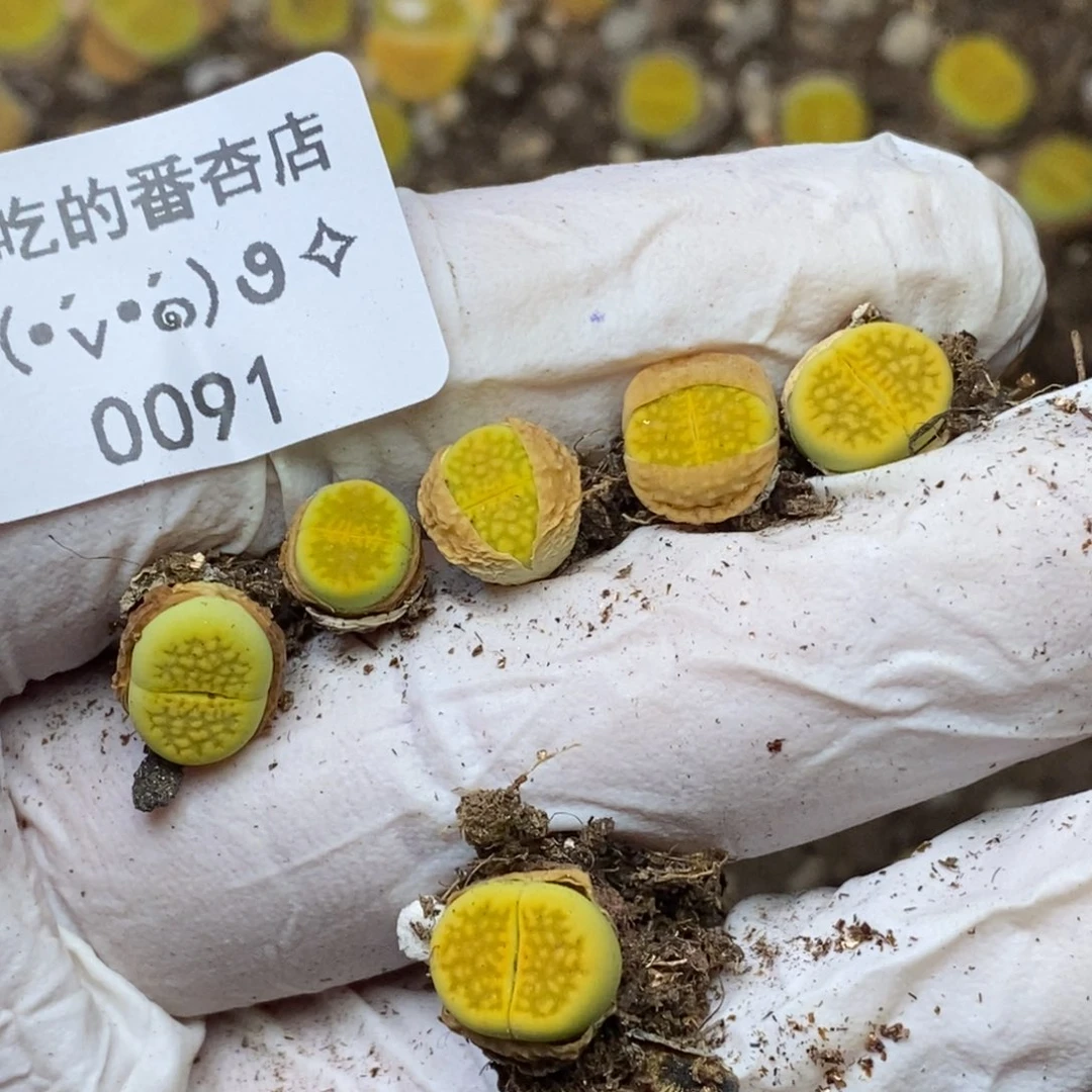 无****?0091。零下拍保温.18包邮.当天凑哦