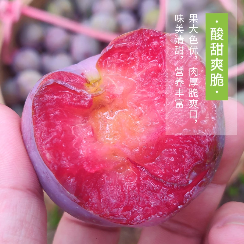 果园特价正宗钱排银妃三华李新鲜现摘现发红心李顺丰包邮