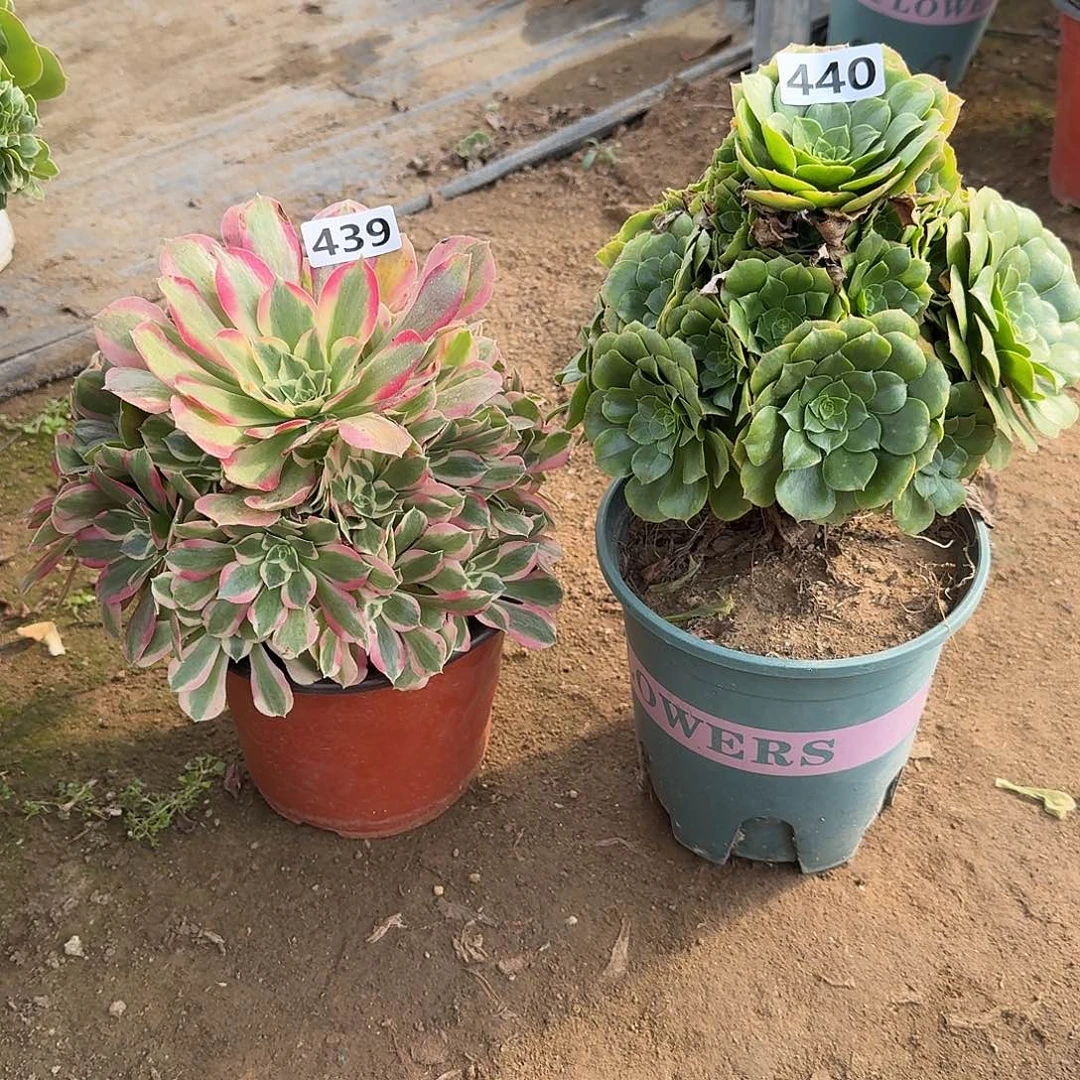 法师2个439号440号