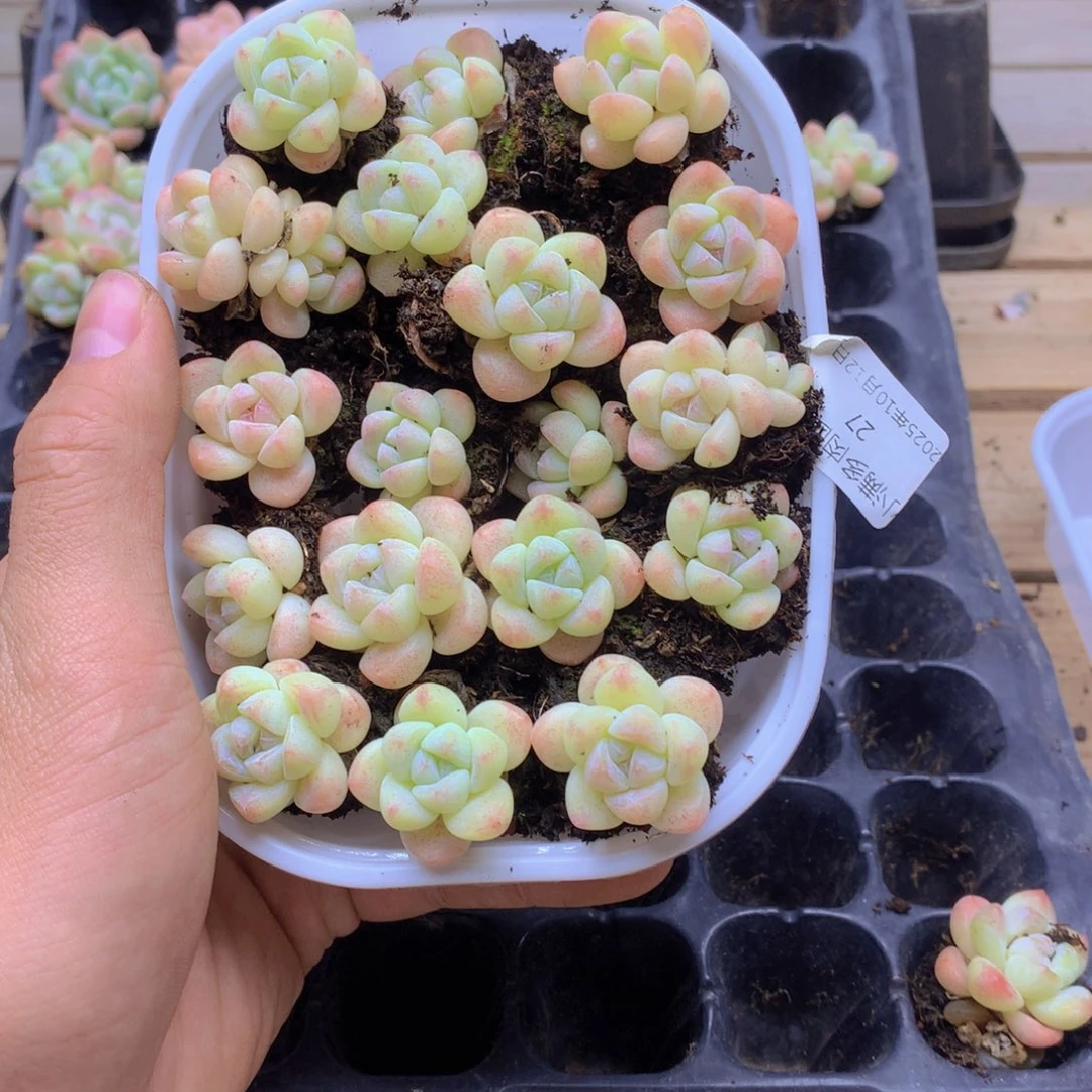 我要去看你了啊我027