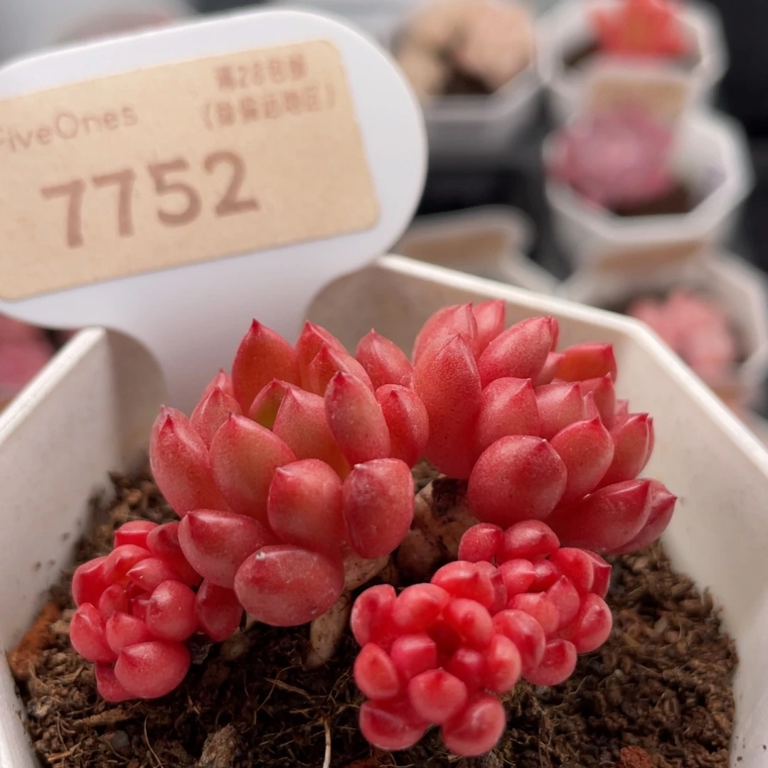 鸡血红宝石7752-5.0厘米
