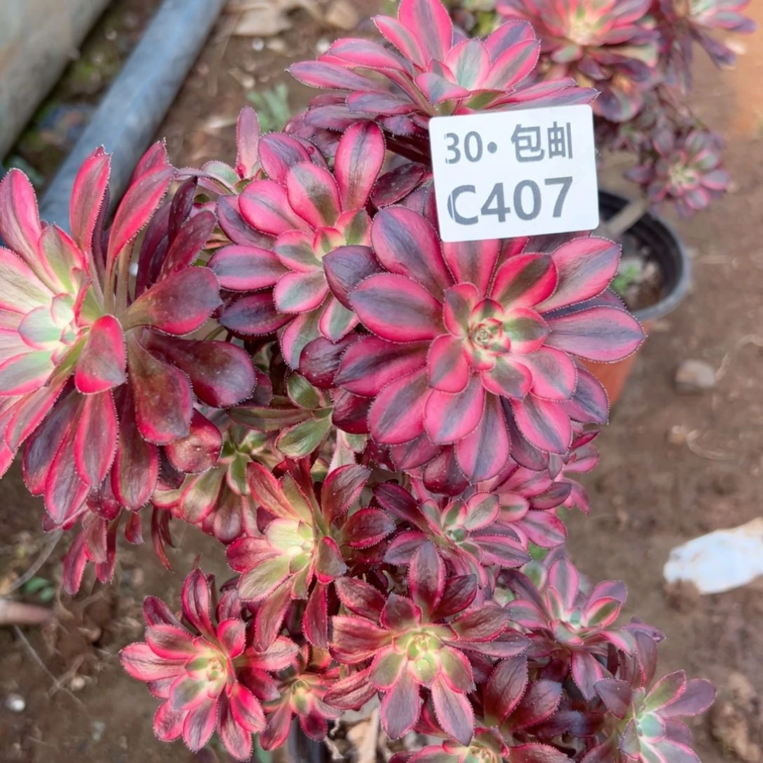 会***?407 母本多肉法师