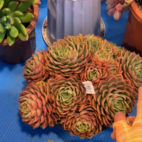 烟***肉1825贝拉多娜多肉