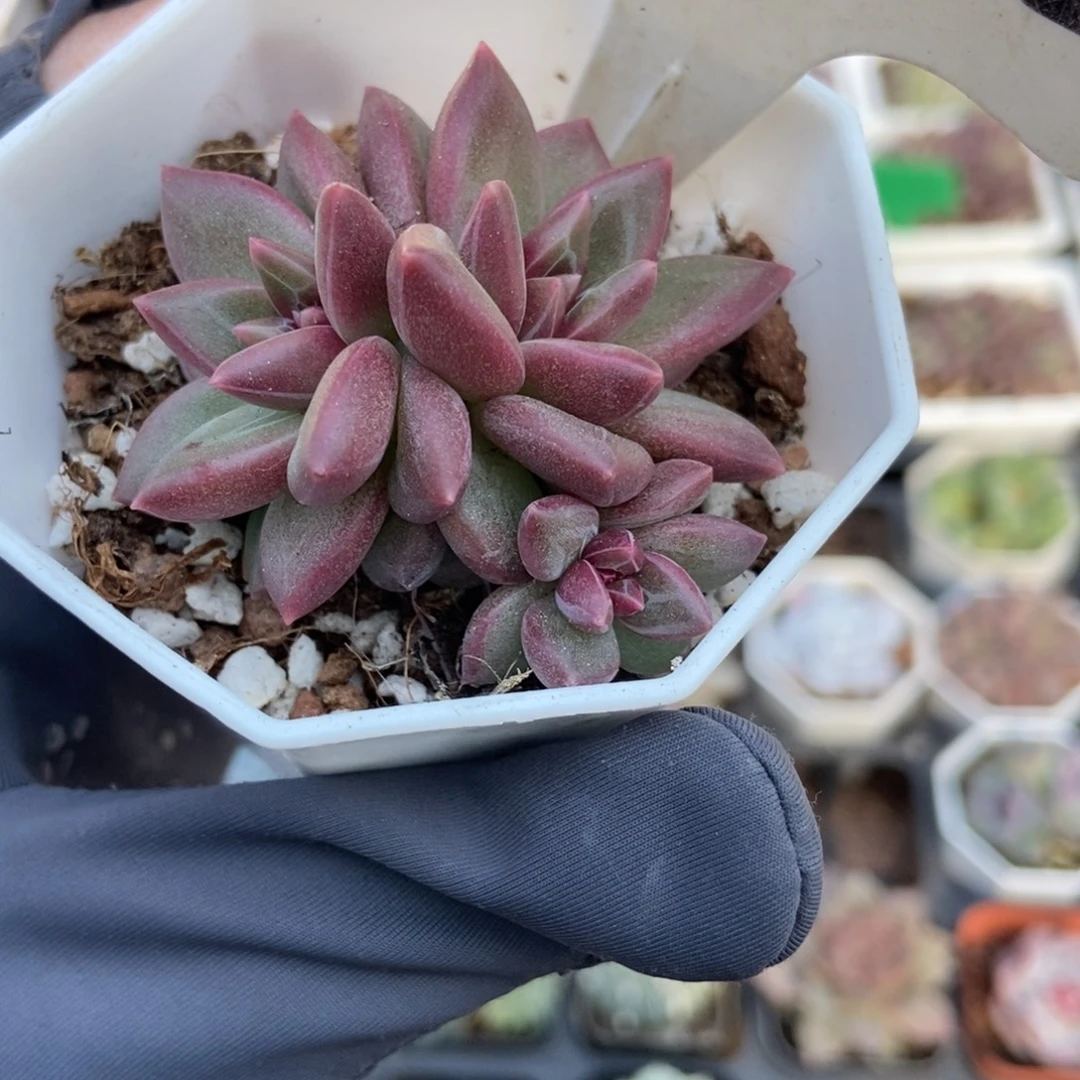 1032迷雾泡泡多肉植物