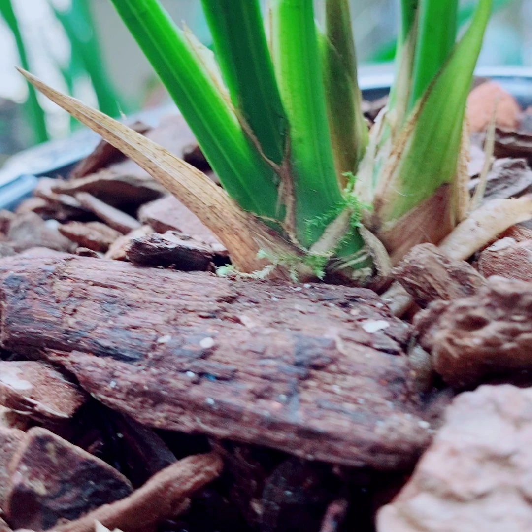 当前无花栽培后可以开花