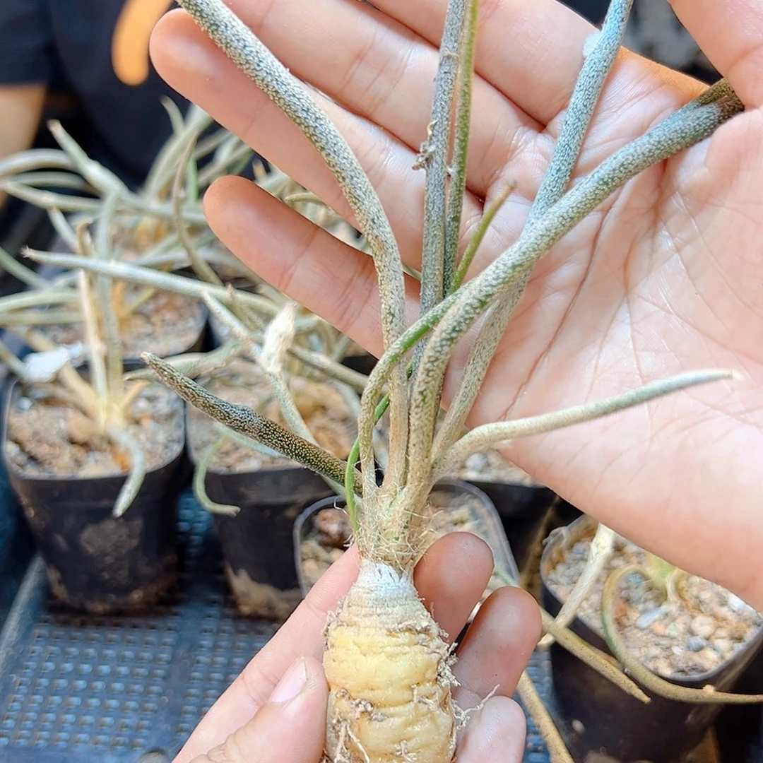 实生美杜莎肚子2公分1颗