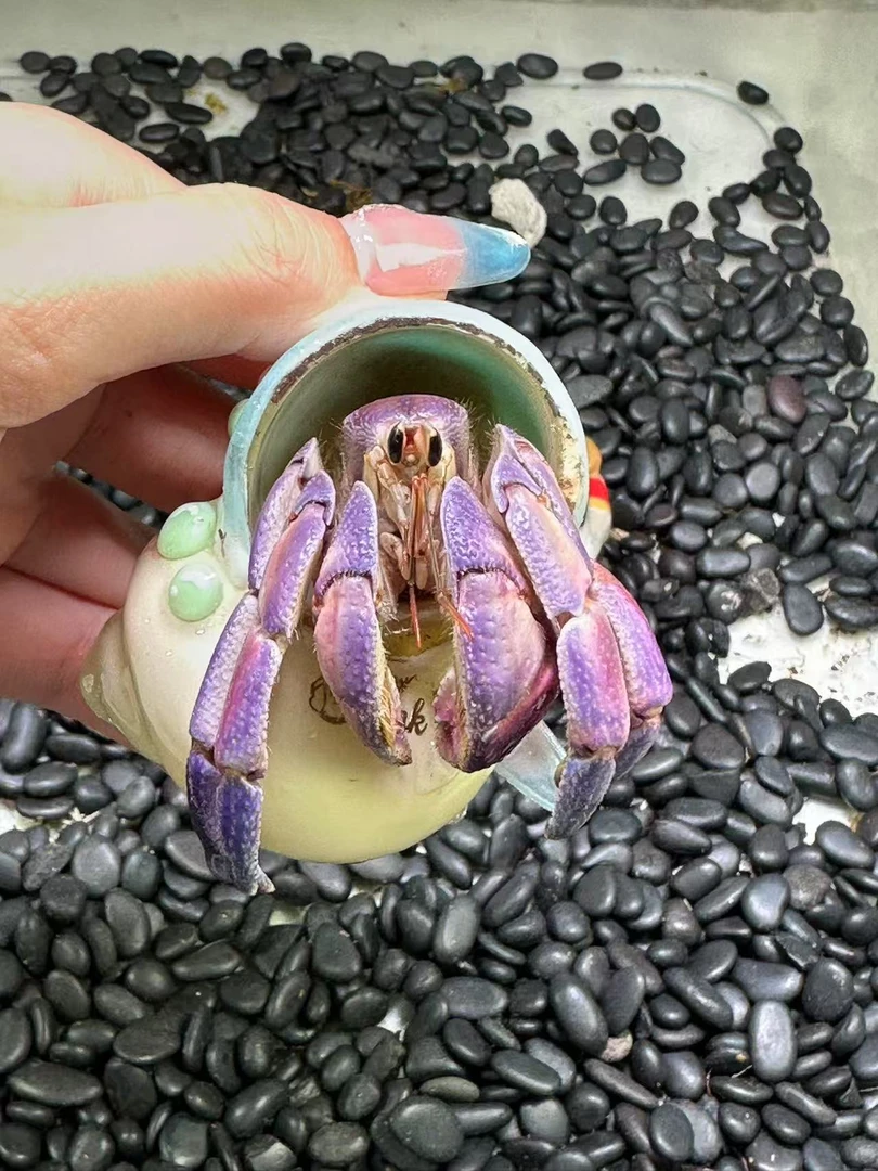 寄居蟹宠物紫陆红海白草寄居蟹活体观赏蟹送礼蟹儿童节礼物萌宠