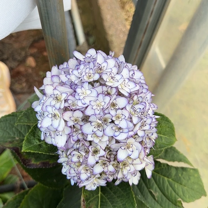 加购68号绣球/有色差介意勿拍/3单冷链包邮/偏远补运费发德邦