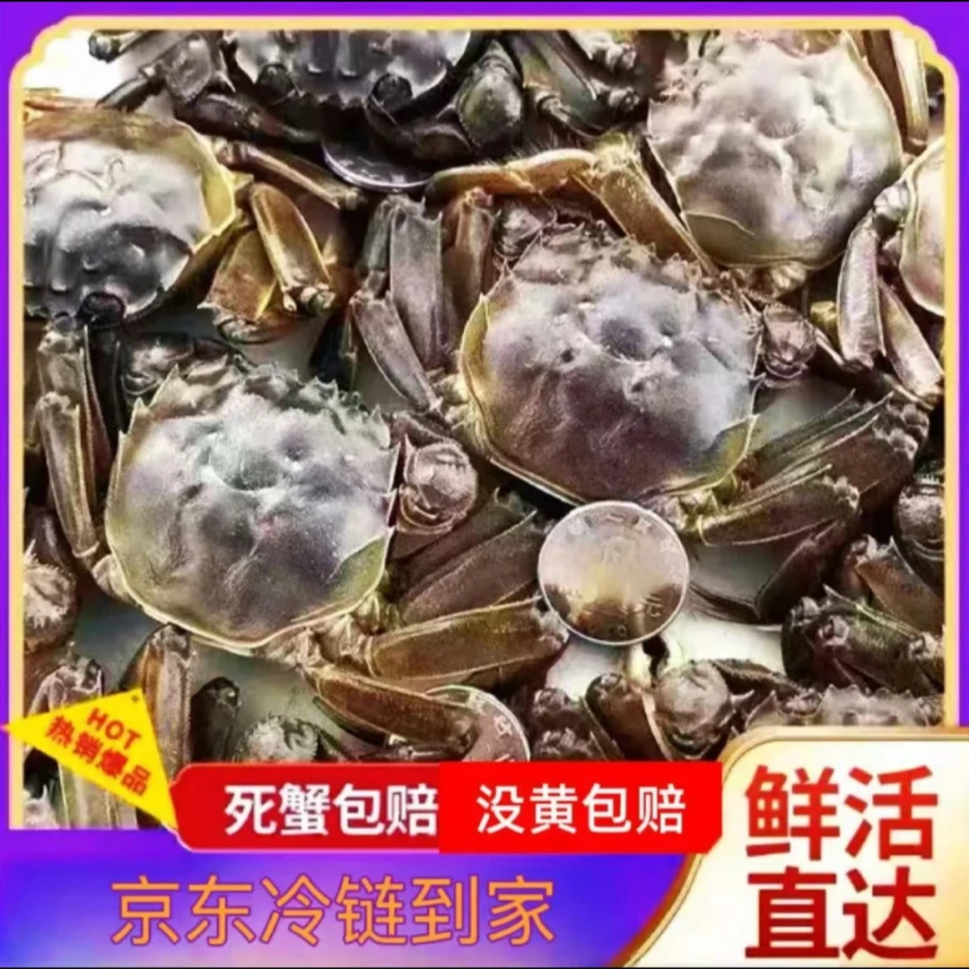 【活蟹】盘锦河蟹 全母蟹10只 1.6-1.4两/只 陆运