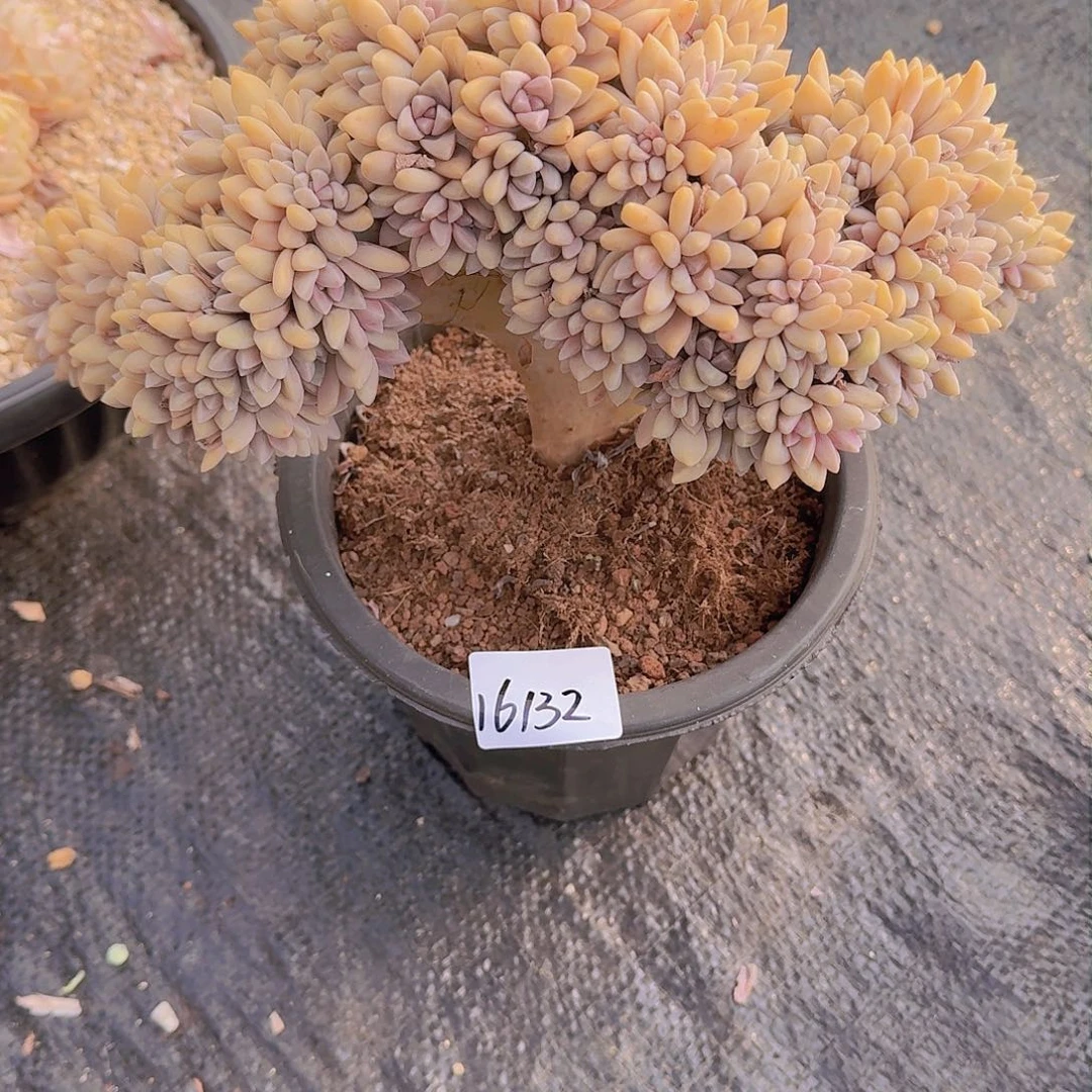 嘉****姐16132淡雪缀多肉