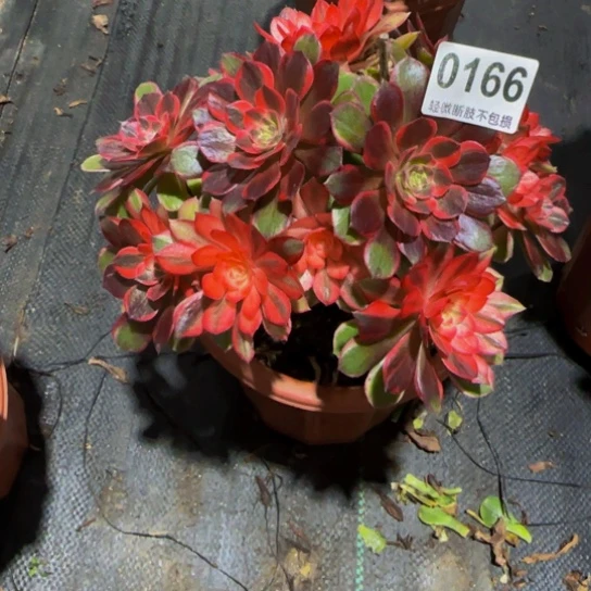 美***姐全部花苞黑膜锦有段支特价016666666