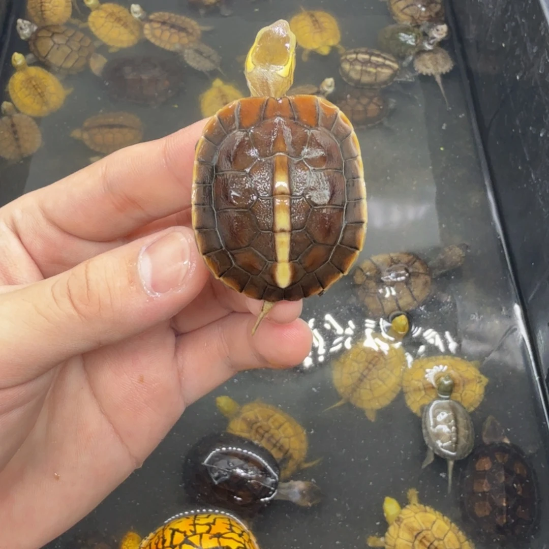 不分公母宠物龟缘