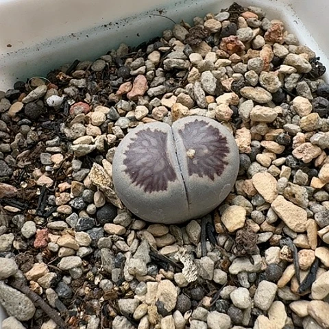 3334，菊红窗菊花纹带盆母本
