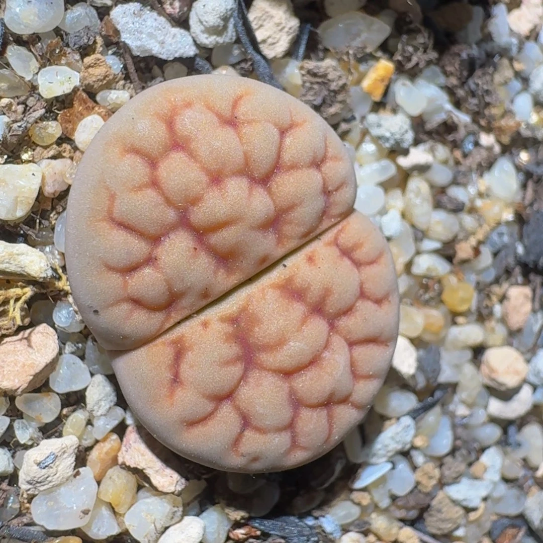 zzzz精品生石花550