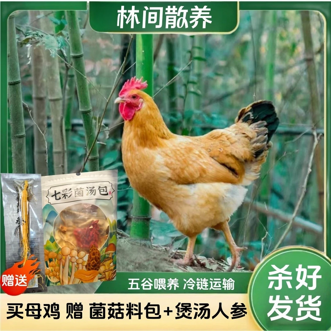【竹林】放养黄油老母鸡4只现杀带内脏送1根人参+1袋菌汤包支持试吃