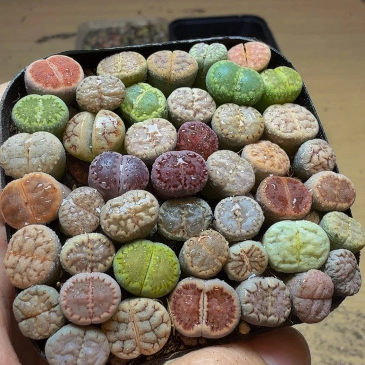 用***0多肉葡萄的季节来154
