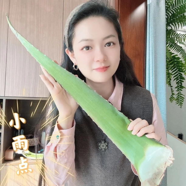 【小雨点西芹汁专属】食用新鲜库拉索芦荟生吃植物盆栽花卉多肉草本