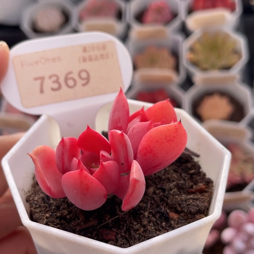 高贵7369-5.0厘米